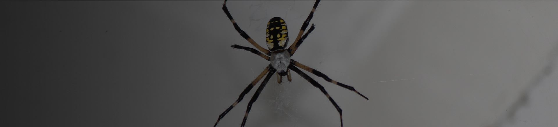 Spiders Identification Rescue Pest Termite Control