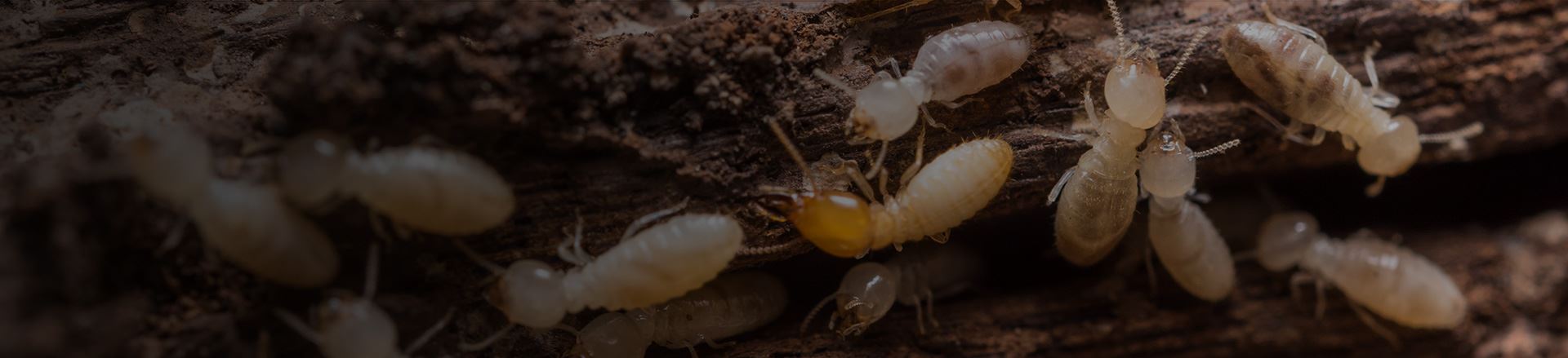 Termite Control In New Haven County & Connecticut | Rescue 1 Pest ...