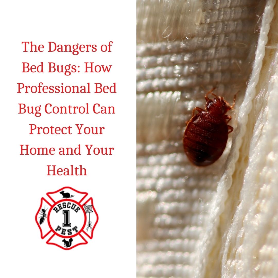 Understanding Bed Bug Infestations: Signs, Risks, and Control