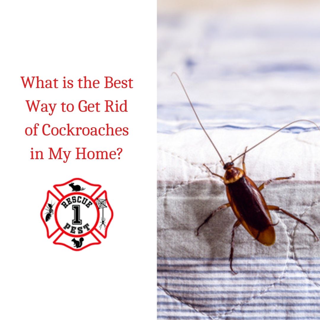 What Is The Best Way To Get Rid Of Cockroaches In My Home